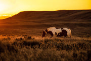 Wild Horse Photography - Amber Dusk Solitude - Pinto Mustang Canvas Art - Western Decor