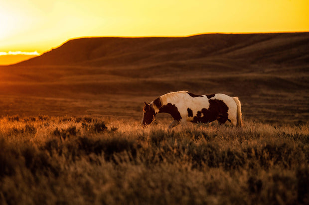 Wild Horse Photography - Amber Dusk Solitude - Pinto Mustang Canvas Art - Western Decor