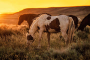 Wild Mustang Photography 'Prairie Gold' - Pinto Horse Canvas Art - Western Sunset Wall Decor