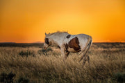 Wild Mustang Wall Art 'Amber Horizon' - Pinto Horse Photography - Western Prairie Sunset Decor