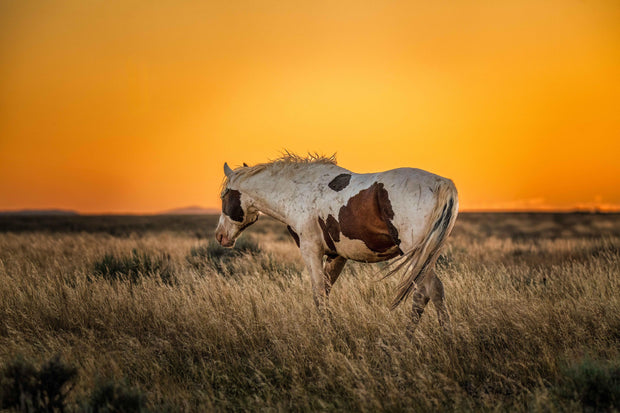 Wild Mustang Wall Art 'Amber Horizon' - Pinto Horse Photography - Western Prairie Sunset Decor