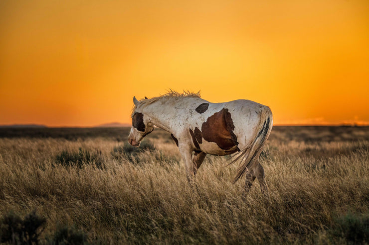 Wild Mustang Wall Art 'Amber Horizon' - Pinto Horse Photography - Western Prairie Sunset Decor