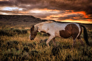 Wild Mustang Photography 'Fiery Horizon' - Paint Horse Wall Art - Western Sunset Decor