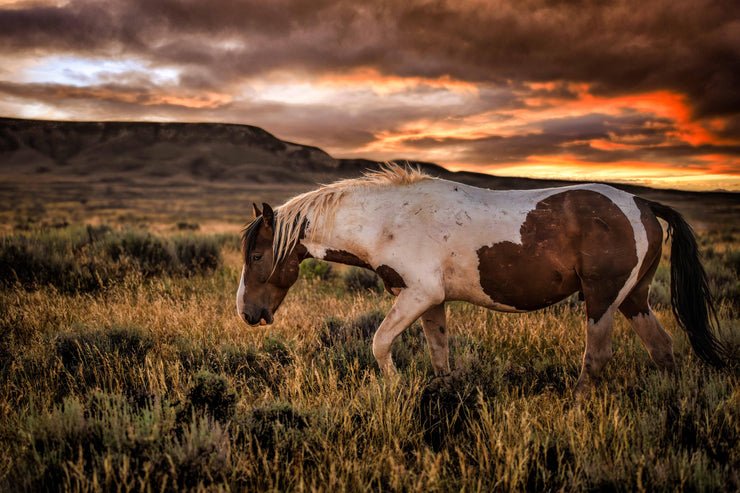 Wild Mustang Photography 'Fiery Horizon' - Paint Horse Wall Art - Western Sunset Decor