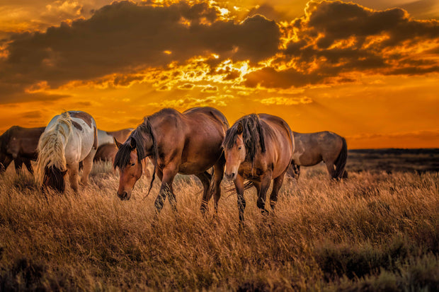 Wild Horse Photography - Amber Sunset Herd - Western Prairie Art - Mustang Wall Decor
