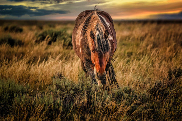 Wild Mustang Photography - 'Twilight Guardian' - Western Horse Wall Art - Sunset Prairie Decor