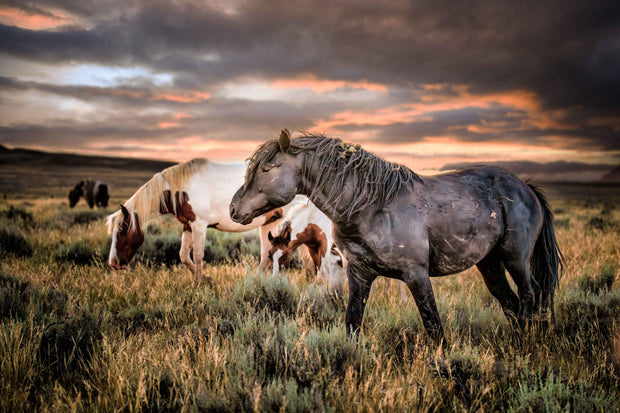 Wild Horse Photography - 'Twilight Sentinels' - Western Landscape Canvas Print - Mustang Art
