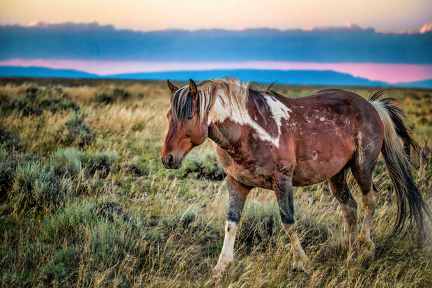 Wild Mustang Wall Art 'Dusk Wanderer' - Paint Horse Photography - Western Landscape Print