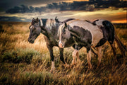 Wild Horse Photography - 'Golden Hour Companions' - Western Sunset Wall Art - Mustang Canvas Print