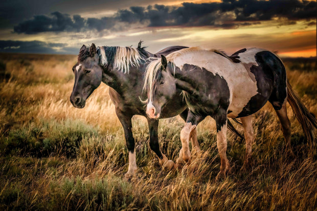 Wild Horse Photography - 'Golden Hour Companions' - Western Sunset Wall Art - Mustang Canvas Print
