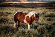 Wild Horse Wall Art 'Twilight Sentinel' - Pinto Mustang Photography - Western Decor Print Canvas