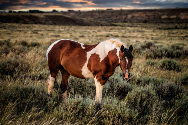 Wild Horse Wall Art 'Twilight Sentinel' - Pinto Mustang Photography - Western Decor Print Canvas