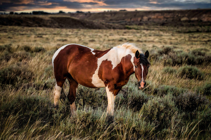 Wild Horse Wall Art 'Twilight Sentinel' - Pinto Mustang Photography - Western Decor Print Canvas