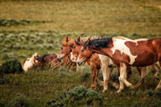Wild Mustang Wall Art 'Golden Harmony' - Horse Photography Print - Western Landscape Decor