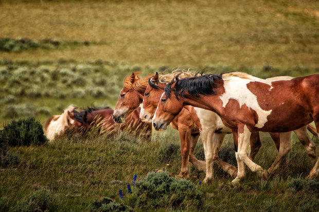 Wild Mustang Wall Art 'Golden Harmony' - Horse Photography Print - Western Landscape Decor