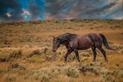 Wild Mustang Wall Art 'Twilight Journey' - Fine Art Horse Photography Print - Western Decor