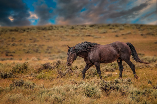 Wild Mustang Wall Art 'Twilight Journey' - Fine Art Horse Photography Print - Western Decor