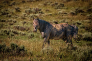 Wild Mustang Photography 'Dappled Warrior' - Western Horse Wall Art - Canvas Print Home Decor