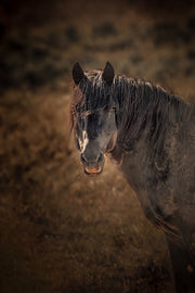 Wild Mustang Wall Art 'Dusk Sentinel' - Horse Photography Print - Rustic Western Decor