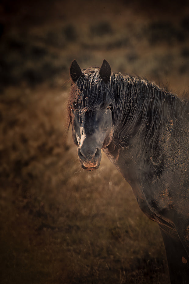 Wild Mustang Wall Art 'Dusk Sentinel' - Horse Photography Print - Rustic Western Decor
