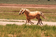 Golden Palomino Mustangs Wall Art - Wild Horses in Motion - Western Landscape Photography