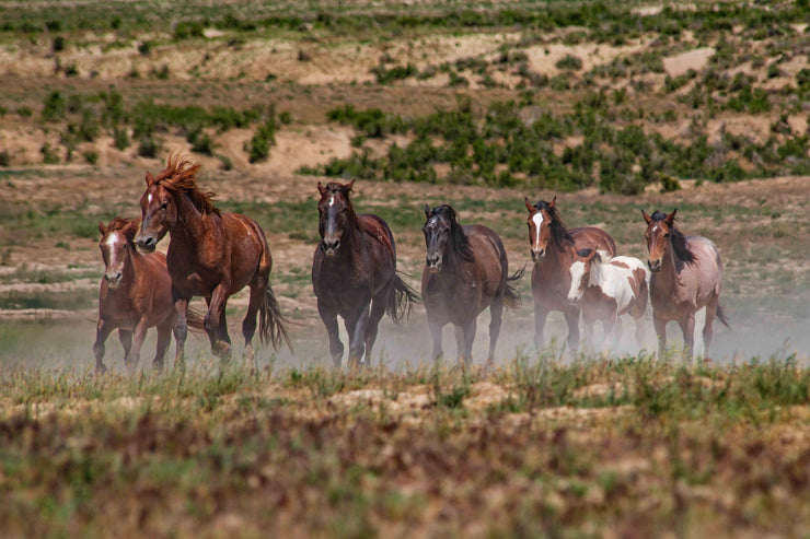 Wild Mustang Herd 'Unbridled Freedom' Canvas Print - Western Horse Photography Wall Art Decor