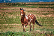 Wild Mustang Wall Art - 'Prairie Sentinel' - Pinto Horse Photography - Western Home Decor