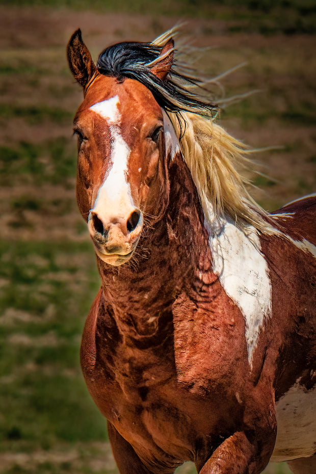 Windswept Freedom - Chestnut Pinto Horse Portrait - Equine Fine Art Photography