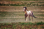 Untamed Spirit - Wild Paint Horse Photography - Western Grassland Art - Rustic Home Decor