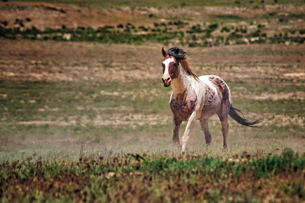 Untamed Spirit - Wild Paint Horse Photography - Western Grassland Art - Rustic Home Decor