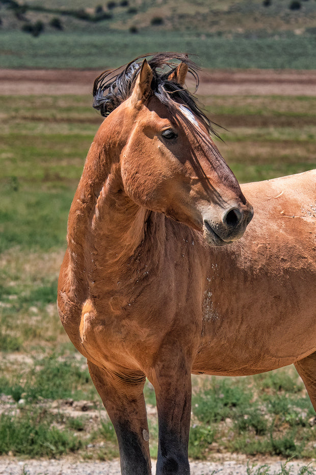 Wild Horse Photography - Golden Dun Mustang - Western Wall Art - Equine Portrait Print