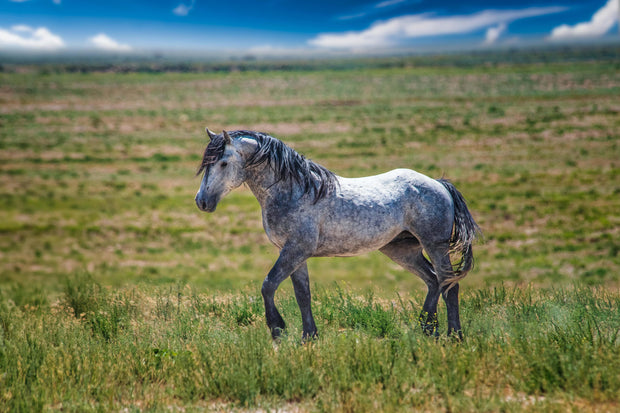 Wild Horse Photography - Dappled Gray Mustang Canvas Print - Western Prairie Wall Art Decor