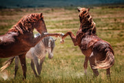 Untamed Spirit - Wild Mustang Confrontation Wall Art - Chestnut Horses Western Photography