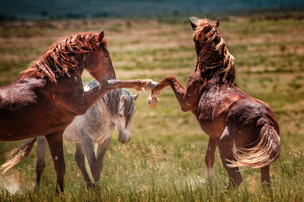 Untamed Spirit - Wild Mustang Confrontation Wall Art - Chestnut Horses Western Photography