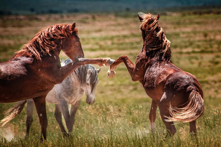 Untamed Spirit - Wild Mustang Confrontation Wall Art - Chestnut Horses Western Photography