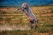 Wild Mustang Wall Art 'Defiant Spirit' - Dappled Gray Horse Rearing Photography - Print Canvas Metal