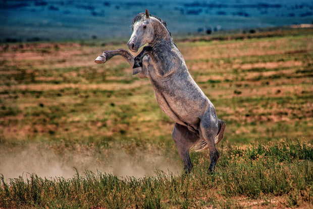 Wild Mustang Wall Art 'Defiant Spirit' - Dappled Gray Horse Rearing Photography - Print Canvas Metal