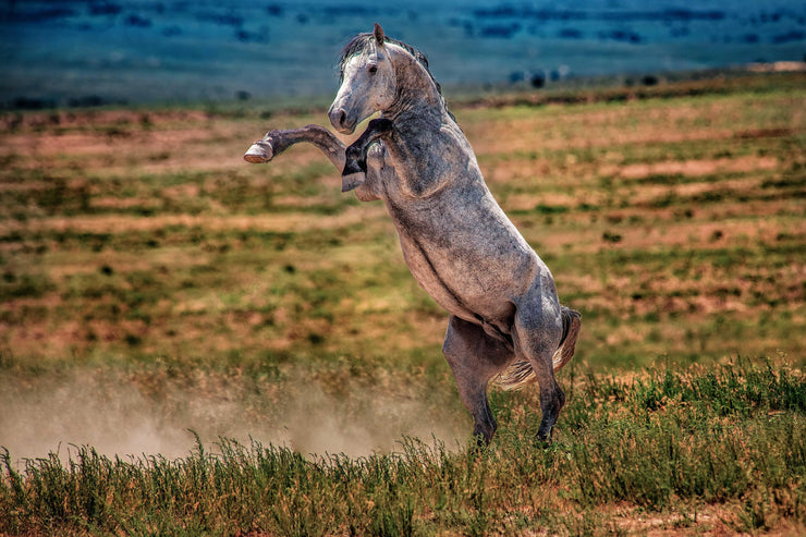 Wild Mustang Wall Art 'Defiant Spirit' - Dappled Gray Horse Rearing Photography - Print Canvas Metal