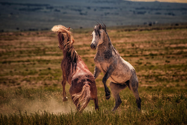 Wild Mustang Photography 'Primal Challenge' - Western Horse Wall Art - Rustic Home Decor