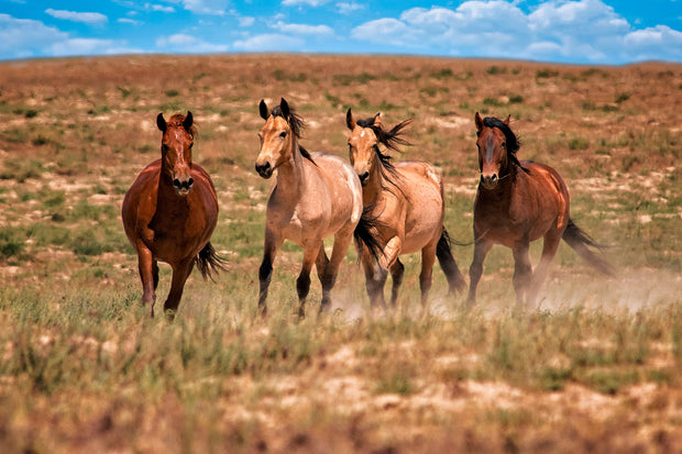 Wild Mustang Photography 'Prairie Quartet' - Canvas Print Horse Wall Art - Western Decor