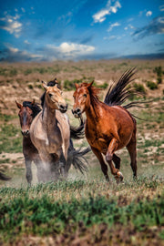 Wild Mustang Photography 'Spirit of the Plains' - Western Horse Wall Art - Rustic Home Decor