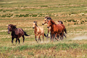 Wild Mustang Photography - 'Untamed Spirit' - Western Horse Wall Art - Canvas Print - Home Decor