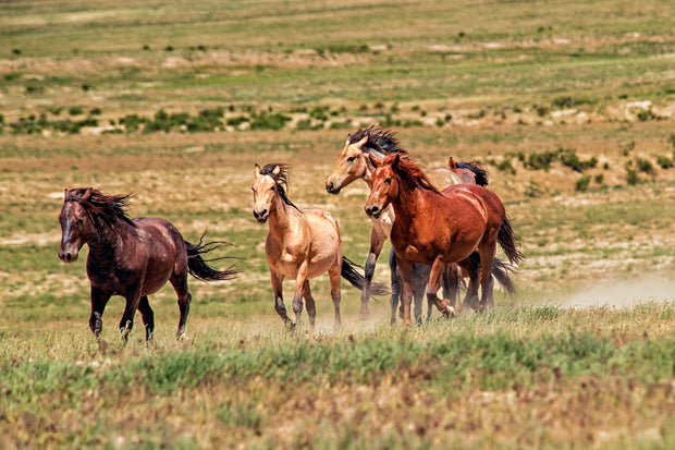 Wild Mustang Photography - 'Untamed Spirit' - Western Horse Wall Art - Canvas Print - Home Decor