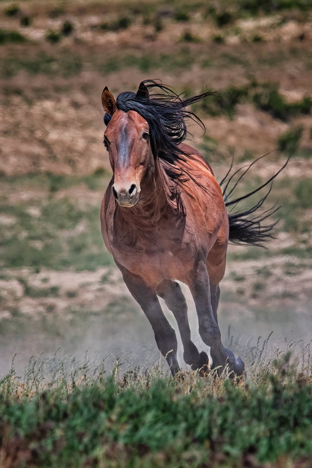 Wild Mustang Wall Art 'Windswept Freedom' - Bay Horse Photography Print - Western Decor