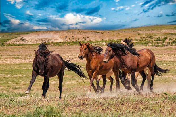 Wild Mustang Photography Wall Art "Freedom Run" - Western Horse Canvas Print - Rustic Home Decor