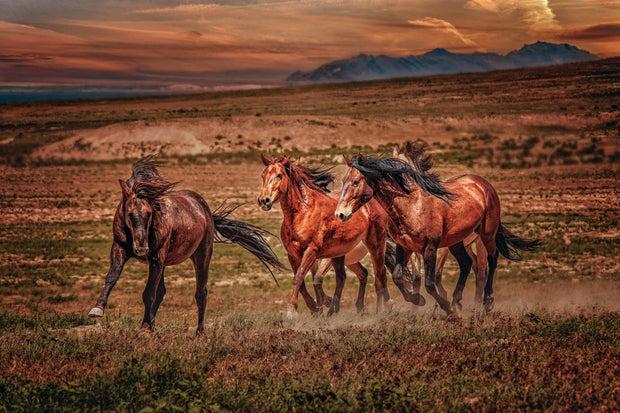 Wild Mustang Canvas Art - 'Dusk Runners' - Western Horse Photography - Mountain Sunset Wall Decor