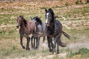 Wild Mustang Trio Photography - 'Boundless Spirit' - Horse Wall Art Canvas Print Western Decor