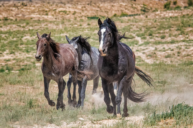 Wild Mustang Trio Photography - 'Boundless Spirit' - Horse Wall Art Canvas Print Western Decor