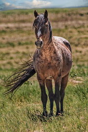 Wild Mustang Wall Art 'Windswept Freedom' - Roan Horse Photography - Western Prairie Decor