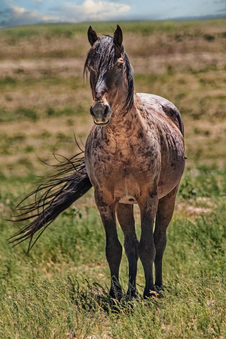 Wild Mustang Wall Art 'Windswept Freedom' - Roan Horse Photography - Western Prairie Decor